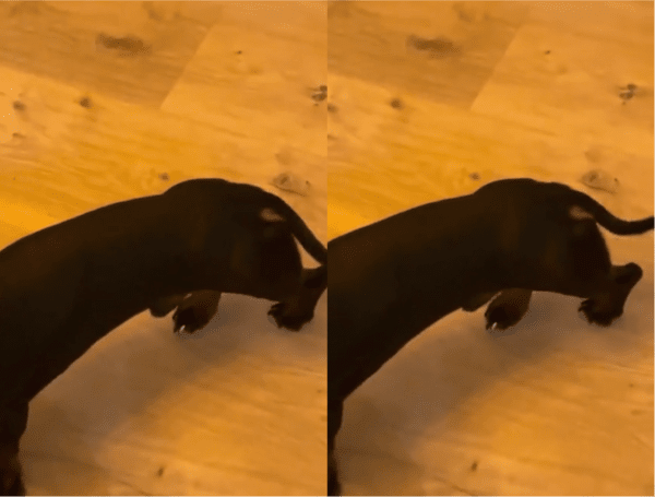 출처: Reddit / 요란스럽게 움직이는 꼬리