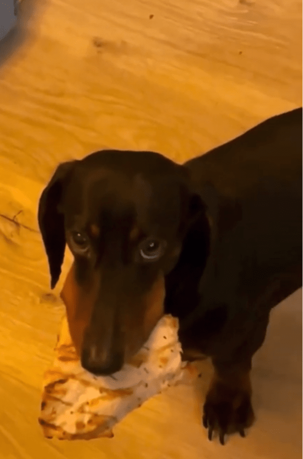 출처: Reddit / 귀엽게 주인을 올려다보는 강아지