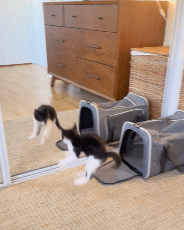 출처: Reddit / 화들짝 놀란 고양이