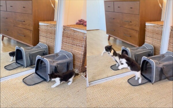 출처: Reddit / 슬금슬금 다가가는 고양이