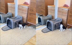 고양이가 한 시간 동안 거울 앞에서 대치한 사연