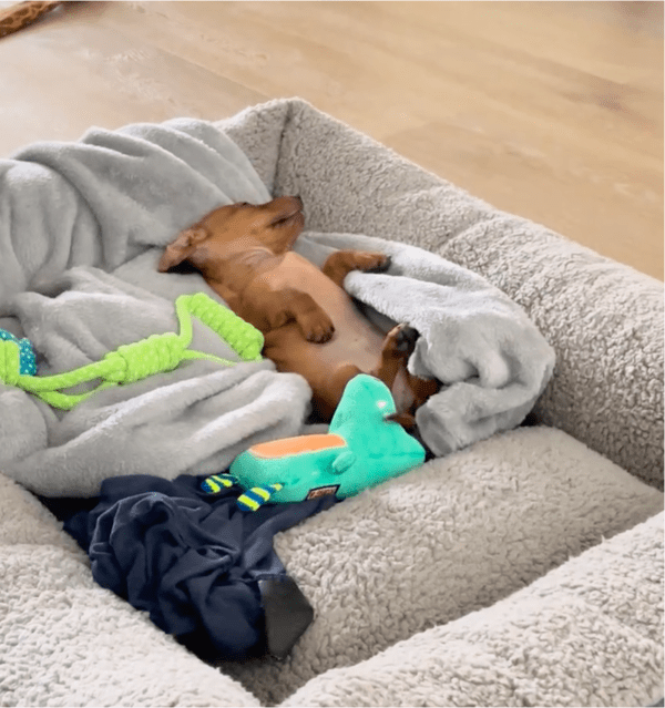 출처: Reddit / 자면서 꼬리를 움직이는 강아지