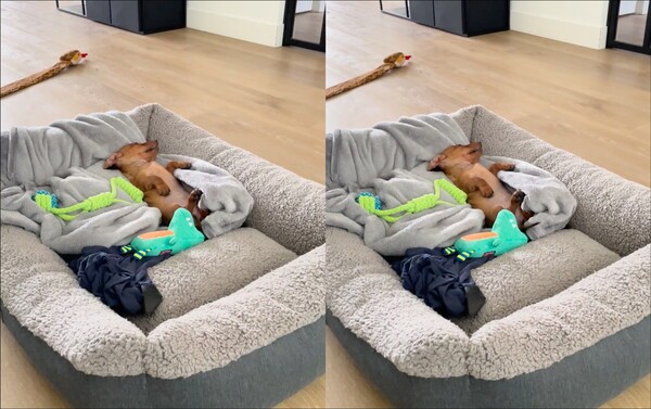 출처: Reddit / 꿈나라 여행 중인 강아지