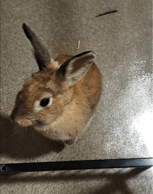 출처: Reddit / "이제 간식을 줘"