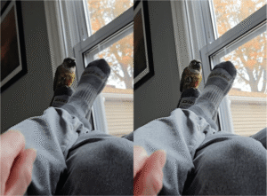 앵무새, 사람의 말뿐만 아니라 이것도 따라 할 수 있다고?