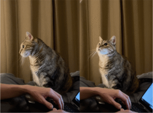 “저기.. 혹시 잊었어?” 간절한 눈빛의 고양이가 보낸 신호는?