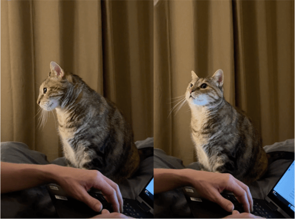 출처: Reddit / 할 말이 있는 고양이