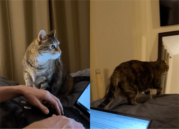 출처: Reddit / 간식 달라고 말하길 포기하는 고양이