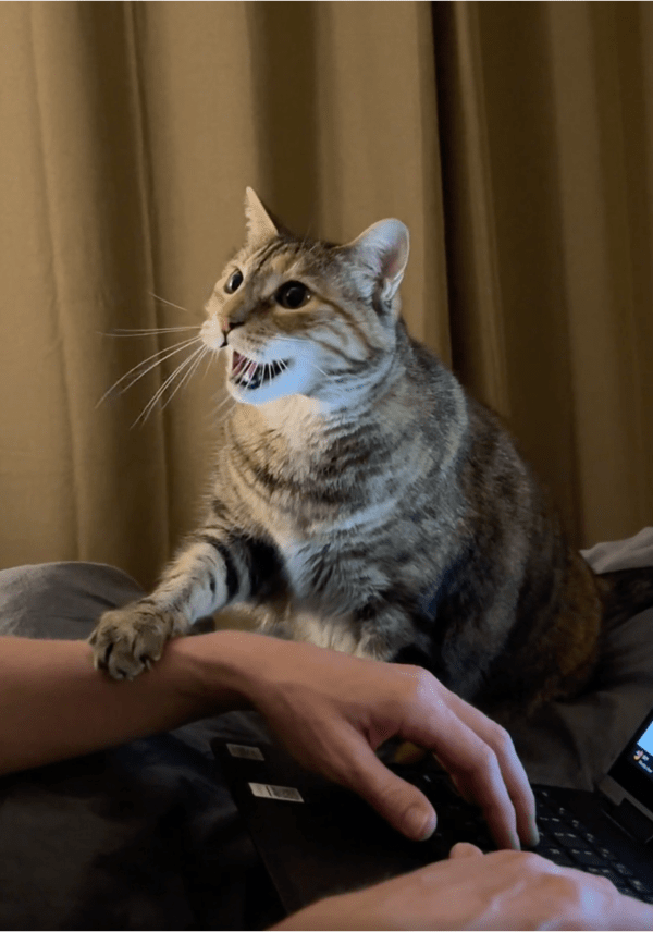 출처: Reddit / "간식 달라고!" 소심하게 외치는 고양이