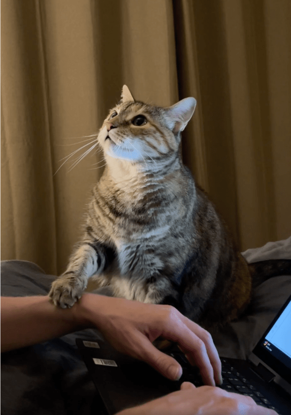 출처: Reddit / 간절한 눈빛을 쏘는 고양이