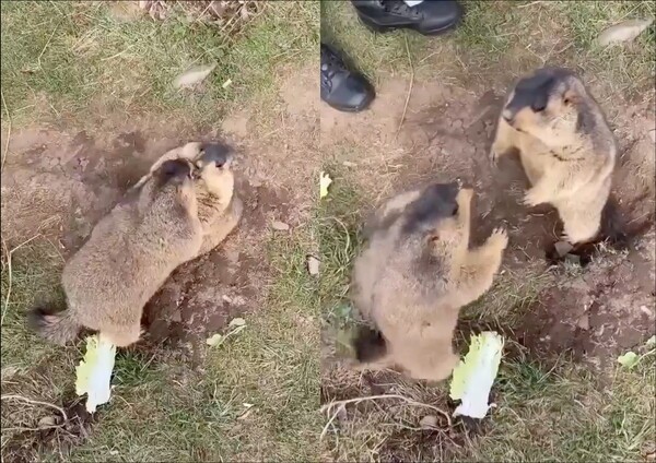 출처: Reddit / 대치 중인 마멋 두 마리