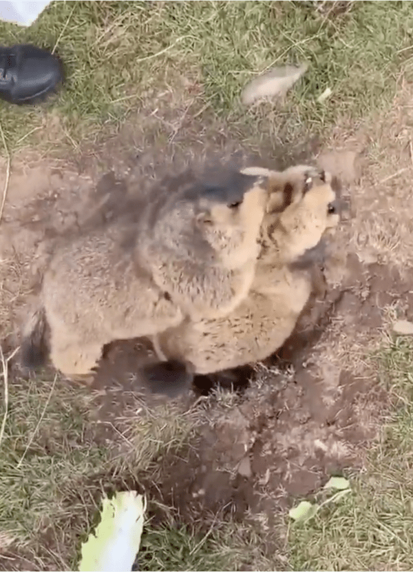 출처: Reddit / 경부 압박 기술 쓰는 마멋