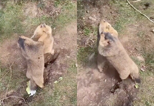 출처: Reddit / 치열한 싸움 현장