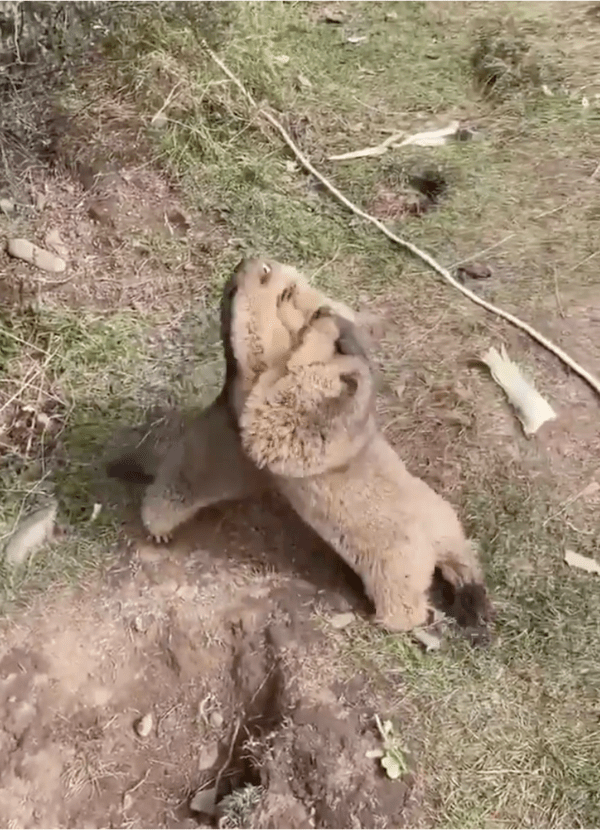 출처: Reddit / 과연 이 대결의 승자는?