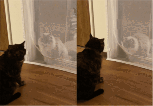 고양이들의 이 행동, 공격일까? 장난일까?