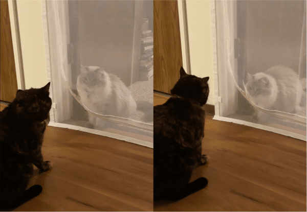 출처: Reddit / 두 고양이 사이에 흐르는 긴장감