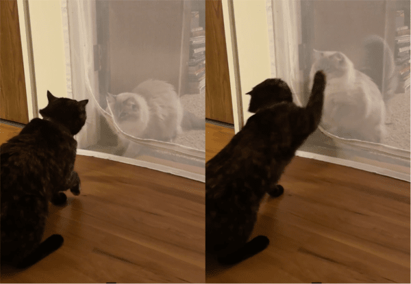 출처: Reddit / 싸우는 걸까? 노는 걸까?