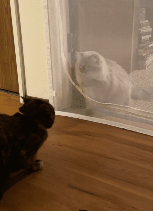 출처: Reddit / 몸을 낮추는 고양이