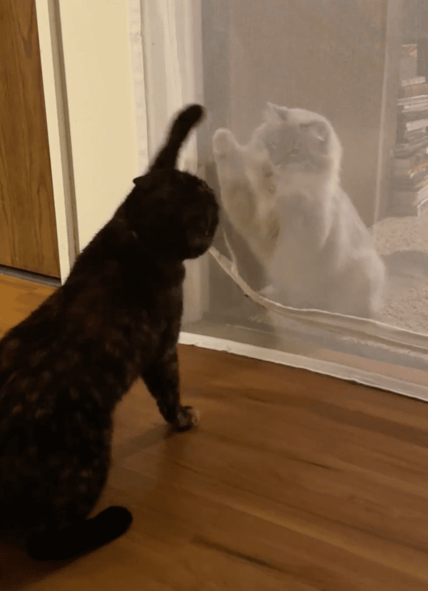 출처: Reddit / 지지 않는 검은 고양이