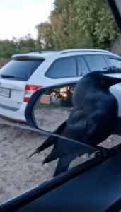 가는 방향이 같은데, 같이 가시죠! 이 뻔뻔한 행동의 동물은?