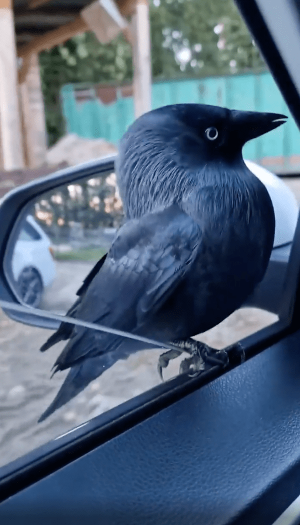 출처 : Reddit / 오히려 사람에게 소리를 내고 당당한 까마귀