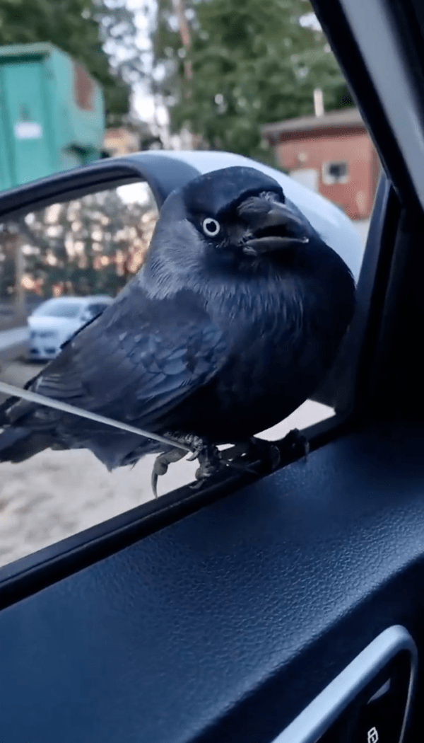 출처 : Reddit / 의도치 않게 까마귀와 카풀하는 중