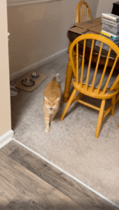 “오늘 반찬이 이게 다야…?” 밥투정부리는 ㅇㅇㅇ