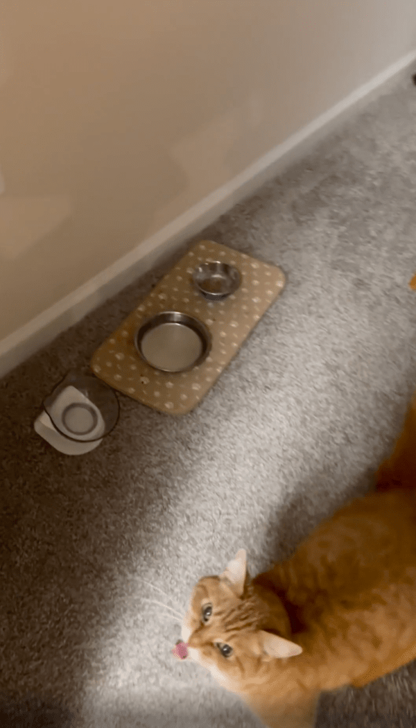 출처 : Reddit / 마음에 안 드는지 연신 울어대는 고양이