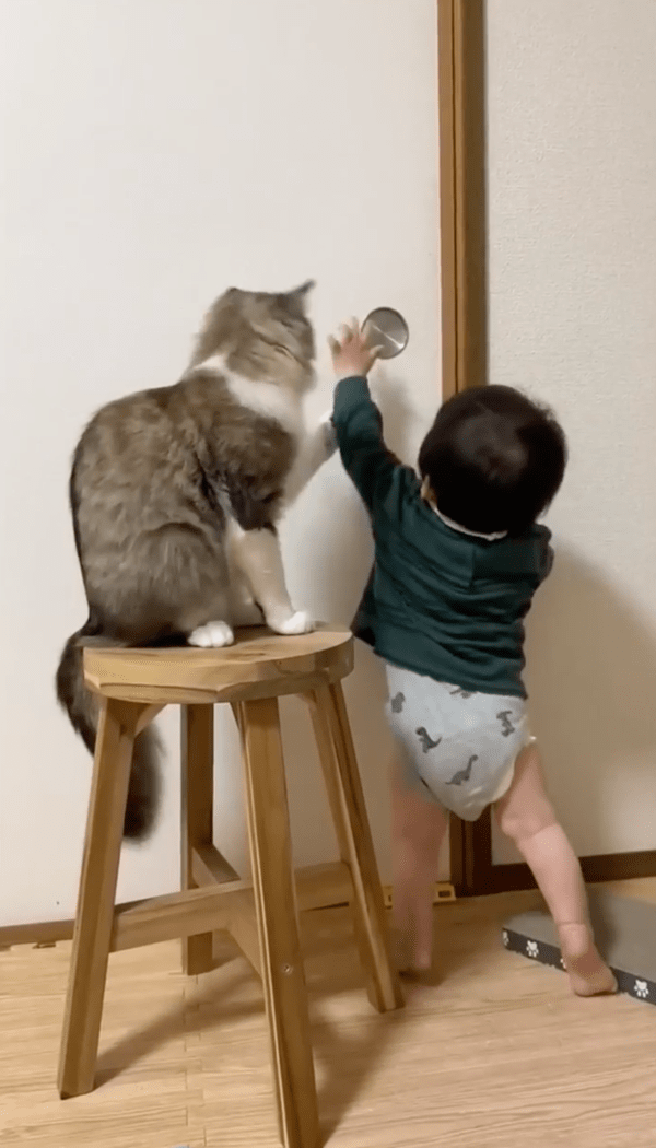 출처 : Reddit / 문에 들어가려는 아이를 붙잡는 고양이