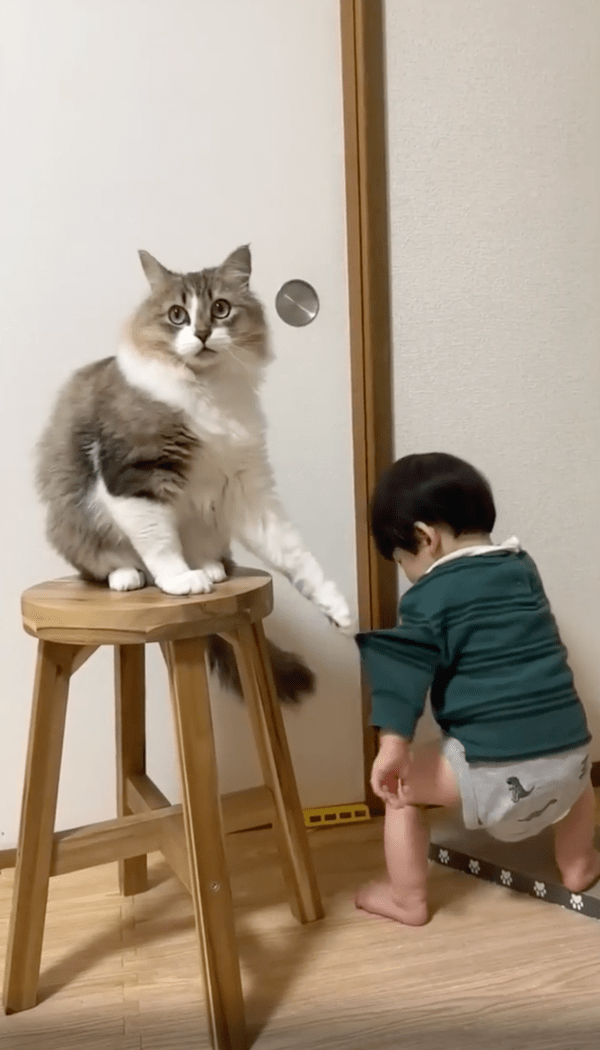 출처 : Reddit / 포기를 모르는 아이에게 당황하는 고양이