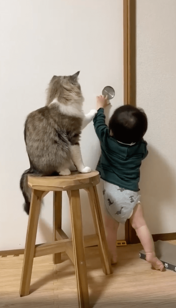 출처 : Reddit / 끝까지 문을 열려고 하는 아이와 끝까지 막으려는 고양이