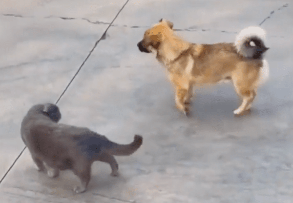 출처 : Reddit / 친해지고 싶은 개와 예민하게 쳐다보는 고양이