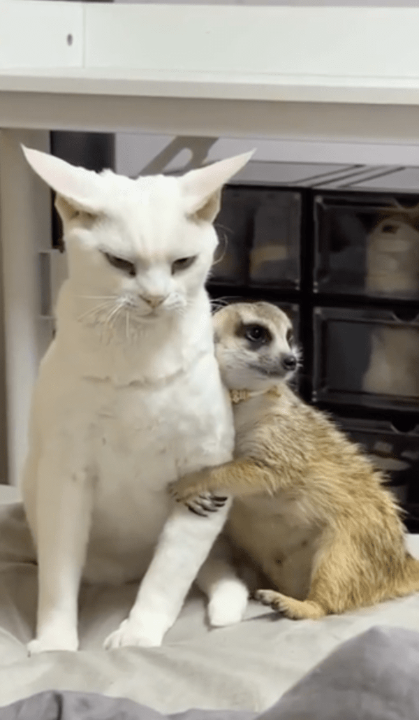 출처 : Reddit / 이 상황이 싫은 고양이와 팔짱 낀 미어캣