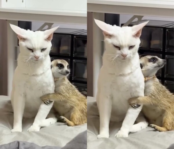 출처 : Reddit / 고양이와 대조되는 미어캣의 표정