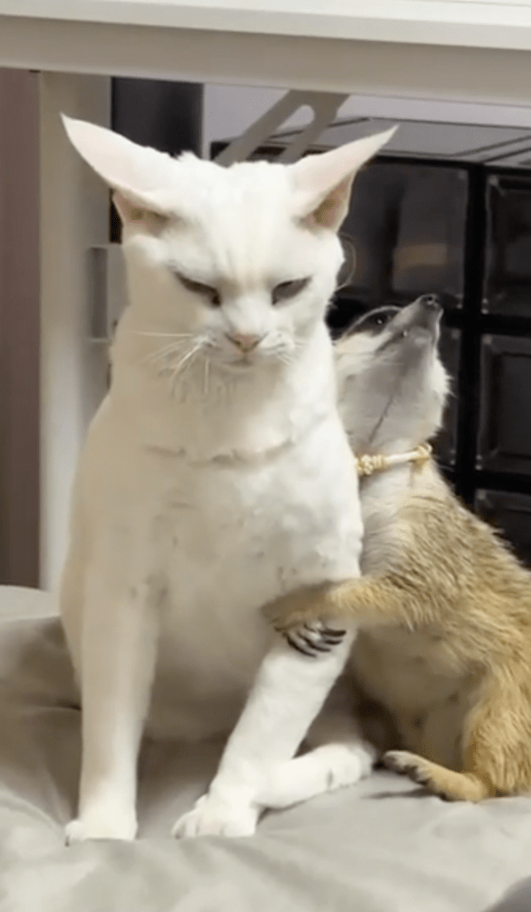 출처 : Reddit / 가족 사진 찍기 싫은 고양이와 찍고 싶은 미어캣