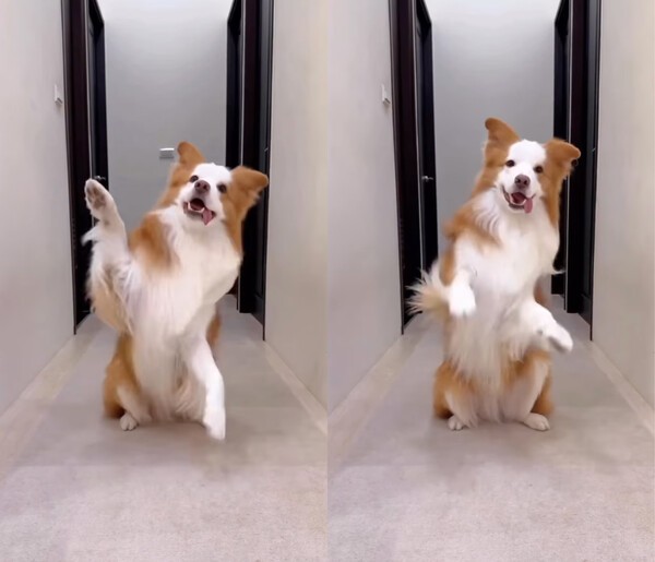 출처 : Facebook Alascospicetv / 앞발을 들고 영상을 찍는 보더콜리