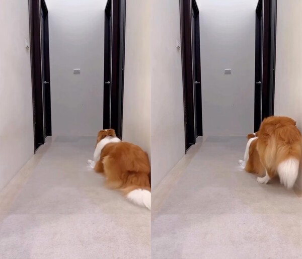 출처 : Facebook Alascospicetv / 뒤돌아서 엉덩이춤을 추는 보더콜리