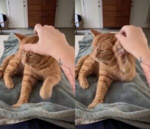 사람에게 화나도 멈출 수 없었던 고양이의 행동