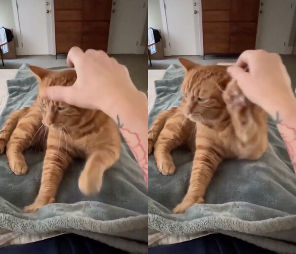 출처 : Reddit / 꾹꾹이 중 집사의 팔을 밀어내는 고양이