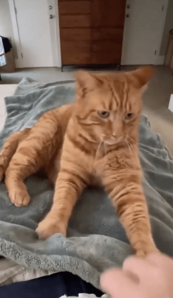 출처 : Reddit / 집사의 팔이 방해된다는 듯 밀어내는 고양이