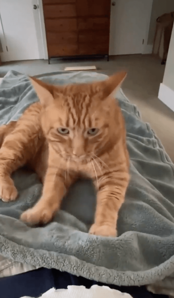 출처 : Reddit / 다시 꾹꾹이를 하는 고양이