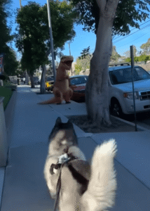 “지금은 21세기인데 저건 도대체 뭐야?” 허스키가 보고 놀란 건 바로…?