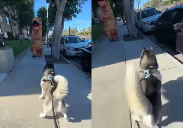 출처 : Youtube @MyBoyMarble / 자신에게 다가오는 공룡을 보고 뒷걸음치는 허스키