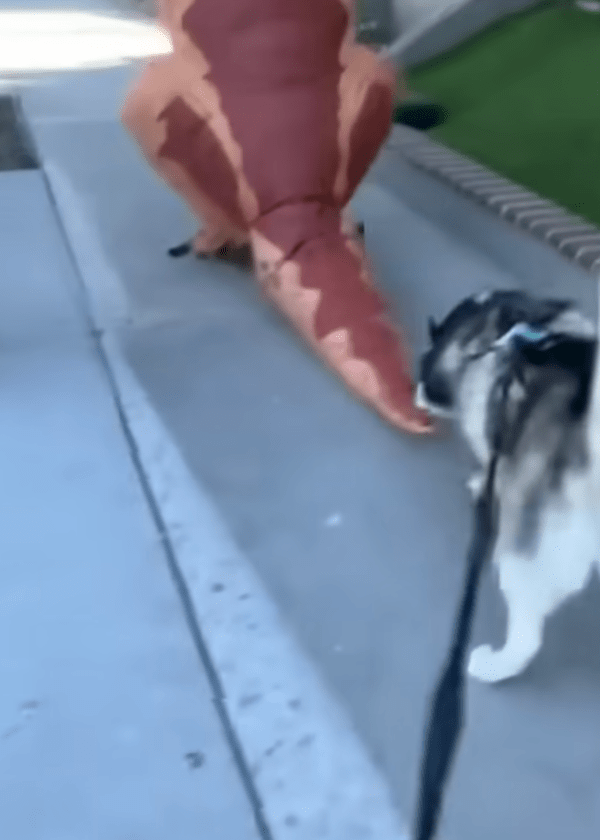 출처 : Youtube @MyBoyMarble / 공룡 꼬리 냄새를 맡아보는 허스키