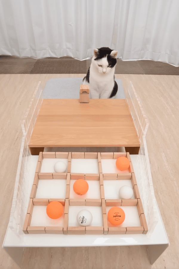 출처 : Youtube @CatNaviDesk / 우승은 주황색 공을 사용한 젖소 무늬 고양이