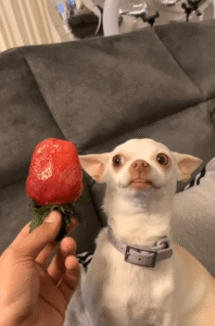 “내 얼굴보다 크잖아! 이걸 어떻게 먹어?” 화가 잔뜩 난 ㅇㅇㅇ