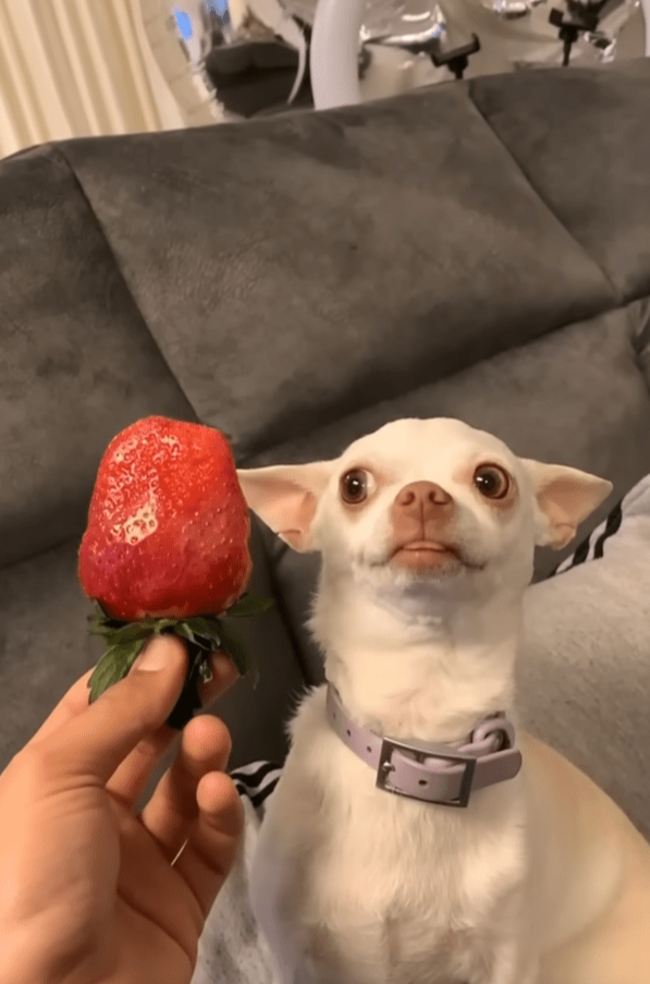 출처 : Youtube @eviatarozeri / 딸기 옆에서 앉아 기다리는 치와와