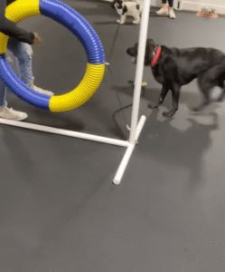 훈련은 하기 싫고… 간식은 먹고 싶어 앉는 ㅇㅇㅇ