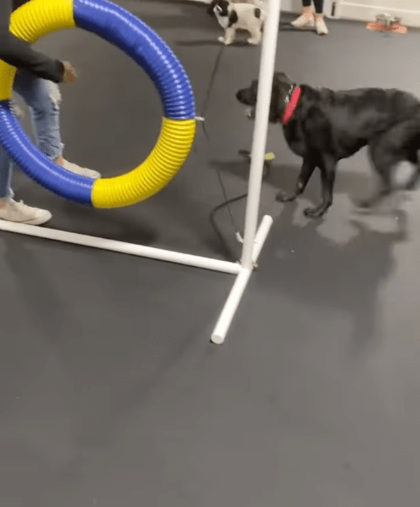 출처 : Facebook Jimmy & Clarence / 훈련하기 싫어 도망갈 준비하는 개