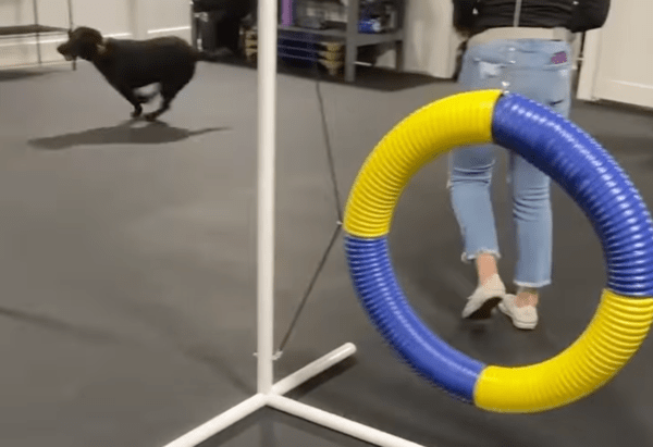 출처 : Facebook Jimmy & Clarence / 훈련하기 싫어 도망가는 개